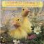 disque s�rie Saturnin