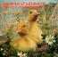 disque s�rie Saturnin